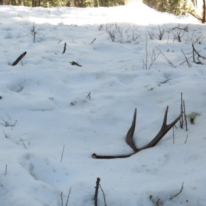 elk antler in snow