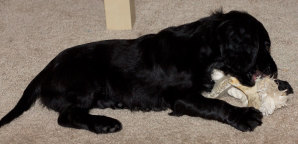 Puppy with Antler Creek Antler Rope Chew