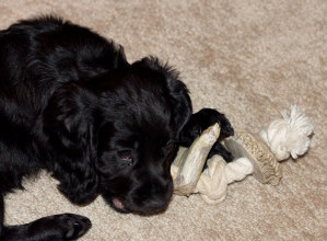 Puppy with Antler Creek Antler Rope Chew