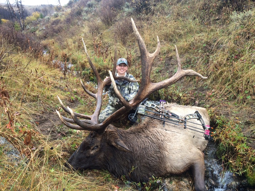 Sara's Elk from 2014