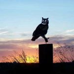 Great horned owl metal sculpture image