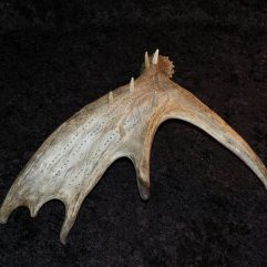 Cribbage Board, Moose Antler