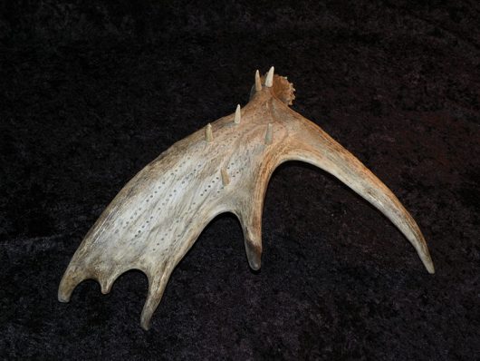 Cribbage Board, Moose Antler