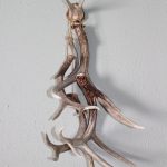 Elk Antler Burr and Antler hanger for sale