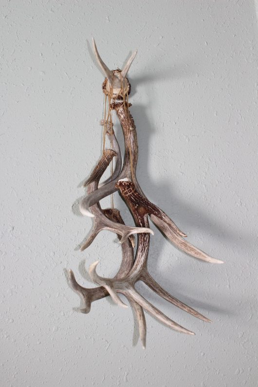 Elk Antler Burr and Antler hanger for sale