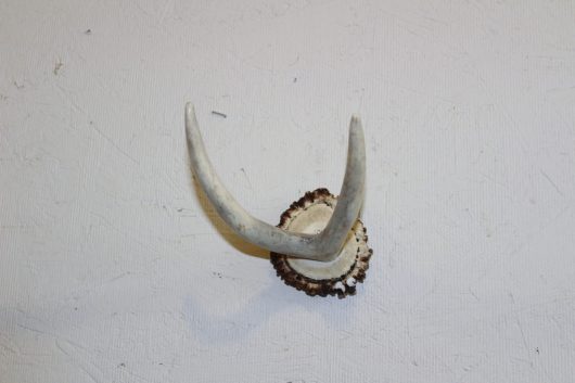 Antler coat wall hanger hook