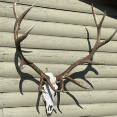 Elk antler European mount natural brown