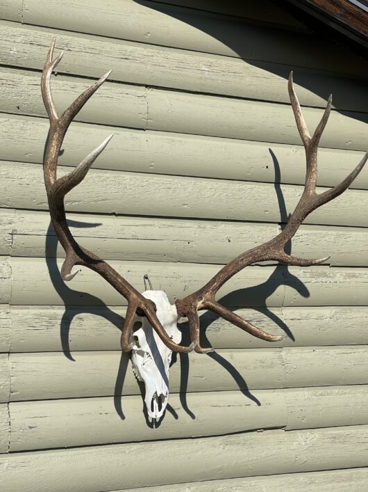 Elk antler European mount natural brown