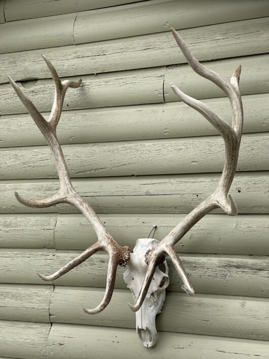 weathered white elk antler European mount