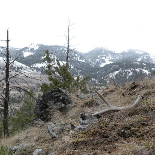 An elk antler on a ridge